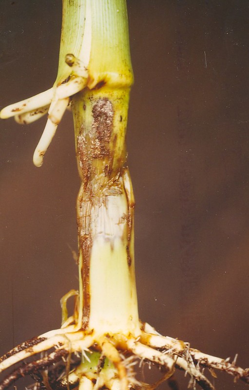 Гниль церкоспорельозна коренева